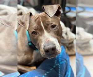 American Pit Bull Terrier-Unknown Mix Dogs for adoption in Virginia Beach, VA, USA