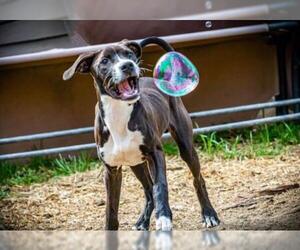Bullboxer Pit Dogs for adoption in Kettering, OH, USA