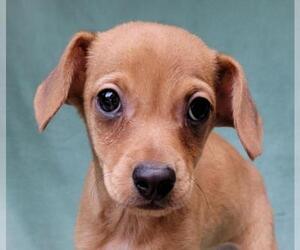Chihuahua-Unknown Mix Dogs for adoption in Olalla, WA, USA