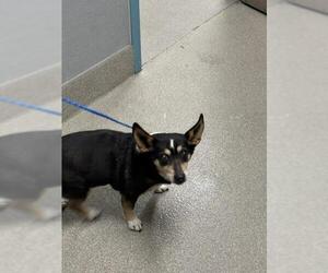 Cardigan Welsh Corgi-Chihuahua Mix Dogs for adoption in Las Vegas, NV, USA