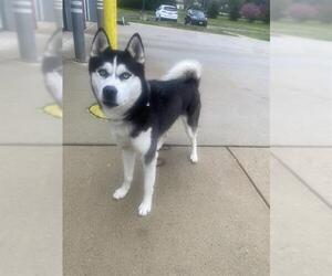 - Mix Dogs for adoption in Forestville, MD, USA