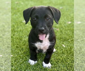 Mutt Dogs for adoption in Royal Palm Beach, FL, USA