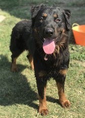 Rottweiler-Unknown Mix Dogs for adoption in Corning, CA, USA