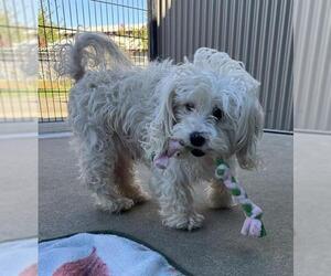 Lhatese Dogs for adoption in Sacramento, CA, USA