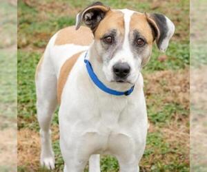 Mutt Dogs for adoption in Atlanta, GA, USA