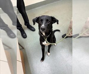 Collie-Labrador Retriever Mix Dogs for adoption in Lee's Summit, MO, USA