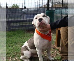 American Staffordshire Terrier-Unknown Mix Dogs for adoption in San Antonio, TX, USA