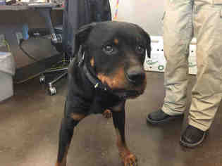 Rottweiler Dogs for adoption in Norman, OK, USA