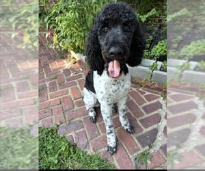Poodle (Standard) Dogs for adoption in Derwood, MD, USA