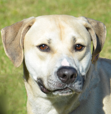 Black Mouth Cur Dogs for adoption in Englewood, FL, USA