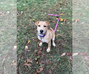 Mutt Dogs for adoption in Boston, MA, USA