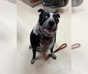 Mutt Dogs for adoption in Center Township, PA, USA