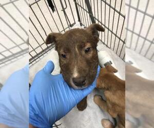Labrador Retriever Dogs for adoption in Conroe, TX, USA