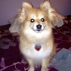 Pomeranian Dogs for adoption in Lancaster, PA, USA
