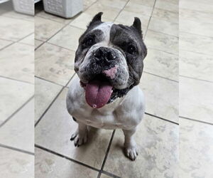 American Bulldog-Unknown Mix Dogs for adoption in El Centro, CA, USA