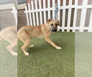 Mastiff-Unknown Mix Dogs for adoption in Modesto, CA, USA