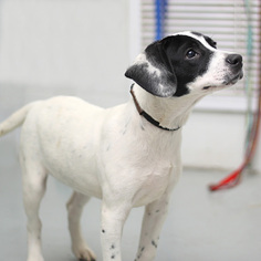 Bulldog-Labrador Retriever Mix Dogs for adoption in Pensacola, FL, USA