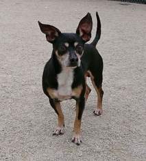 Chipin Dogs for adoption in aurora, IL, USA