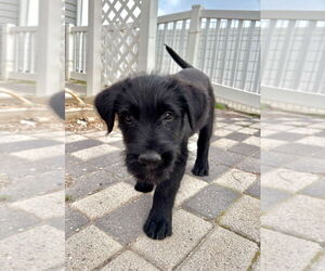 Labrador Retriever-Unknown Mix Dogs for adoption in Salt Lake City, UT, USA