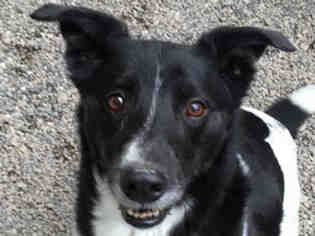 Border Collie Dogs for adoption in Missoula, MT, USA