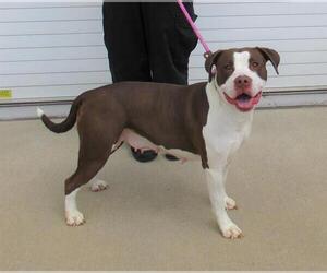 American Pit Bull Terrier Dogs for adoption in Louisville, KY, USA