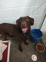 Labrador Retriever-Unknown Mix Dogs for adoption in Pensacola, FL, USA