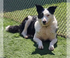 Border Collie Dogs for adoption in Highland, IL, USA