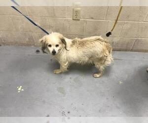 Cocker Spaniel Dogs for adoption in Conroe, TX, USA