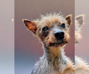 Mutt Dogs for adoption in Caldwell, NJ, USA