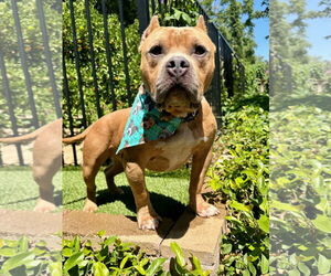 American Staffordshire Terrier-Bulldog Mix Dogs for adoption in Redlands, CA, USA