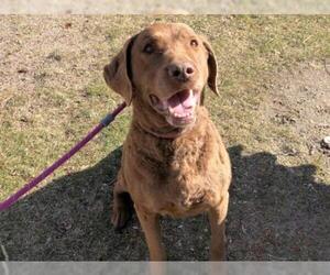 Chesapeake Bay Retriever Dogs for adoption in Hampton Bays, NY, USA