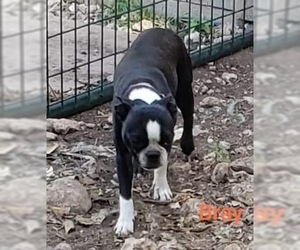 Boston Terrier Dogs for adoption in Pipe Creek, TX, USA