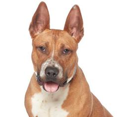 Bull Terrier Dogs for adoption in Los Angeles, CA, USA