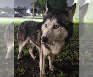Huskies -Unknown Mix Dogs for adoption in San Antonio, TX, USA