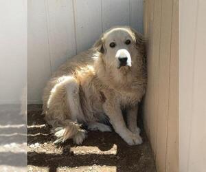 Great Pyrenees Dogs for adoption in Golden Valley, AZ, USA