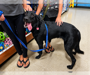 Labrador Retriever-Unknown Mix Dogs for adoption in Clovis, CA, USA