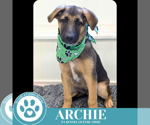 Shepradors Dogs for adoption in Kimberton, PA, USA