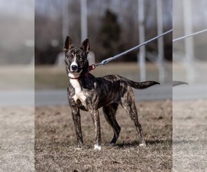Huskies -Unknown Mix Dogs for adoption in Rustburg, VA, USA