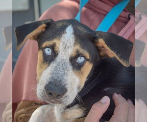 Australian Shepherd-German Shepherd Dog Mix Dogs for adoption in Huntley, IL, USA