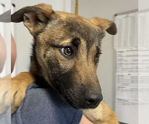 German Shepherd Dog-Unknown Mix Dogs for adoption in Bolivar, MO, USA