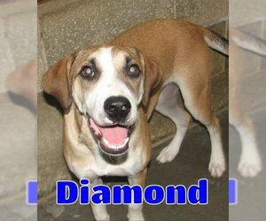 Mutt Dogs for adoption in Lawrenceburg, KY, USA