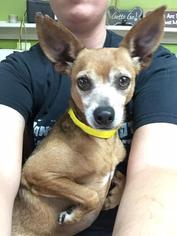 Chihuahua Dogs for adoption in Joplin, MO, USA