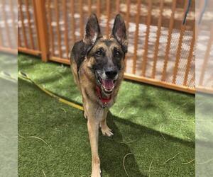 German Shepherd Dog-Unknown Mix Dogs for adoption in Las Vegas, NV, USA