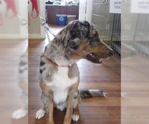 Texas Heeler Dogs for adoption in Ojai, CA, USA