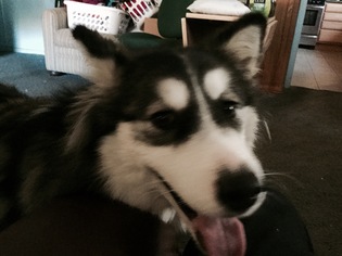 Alaskan Malamute Dogs for adoption in Indianapolis, IN, USA