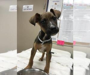 German Shepherd Dog-Unknown Mix Dogs for adoption in Conroe, TX, USA