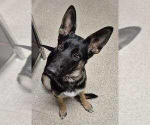 German Shepherd Dog Dogs for adoption in Bakersfield, CA, USA