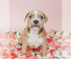 Medium Photo #1 Bulloxer Puppy For Sale in Crystal , MN, USA