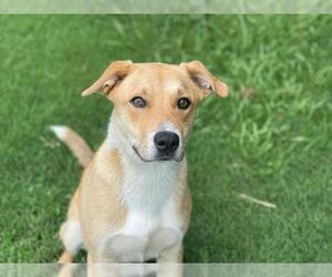 Labrador Retriever-Unknown Mix Dogs for adoption in Tulsa, OK, USA