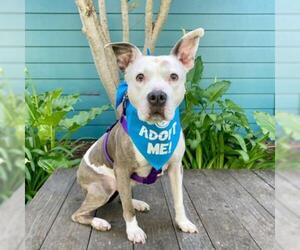 American Pit Bull Terrier Dogs for adoption in Pacific Grove, CA, USA